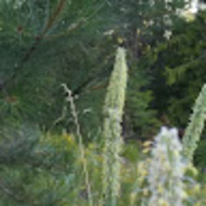 Meet your Posher, Lorrie